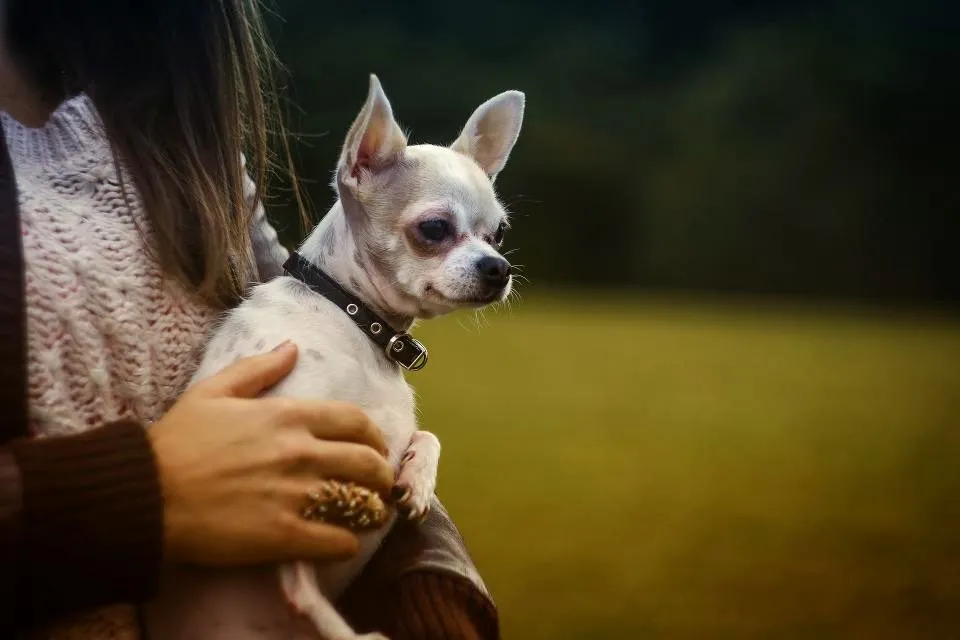 Tierhalterin hält ihren kleinen Hund behutsam auf dem Arm im warmen Licht der Praxis